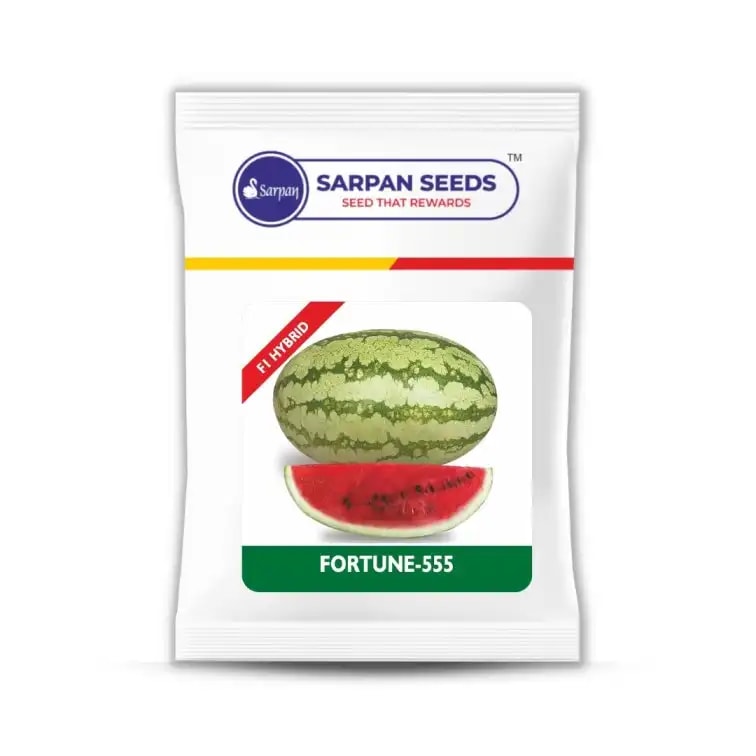 Sarpan 555 Watermelon Seeds - (Tarbuj Seeds) Crimson Red and Round to Oval Shape