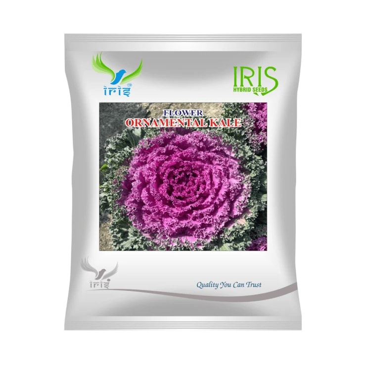 Iris Ornamental Kale OP Flower Seeds, Imported, Ruffled Leaves, Mixed Color Foliage