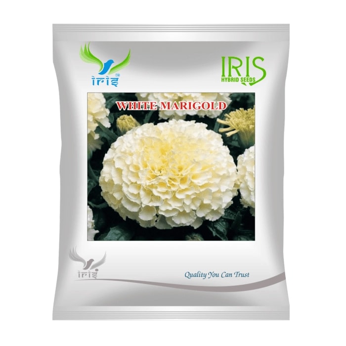 Iris White OP Marigold Seeds, Imported, Crimson White Fully Double Flowers And Tall Plants