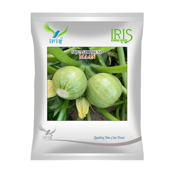 Iris Maan Imported OP Hybrid Squash Round Seeds, High Yield, Early Maturity Summer Variety