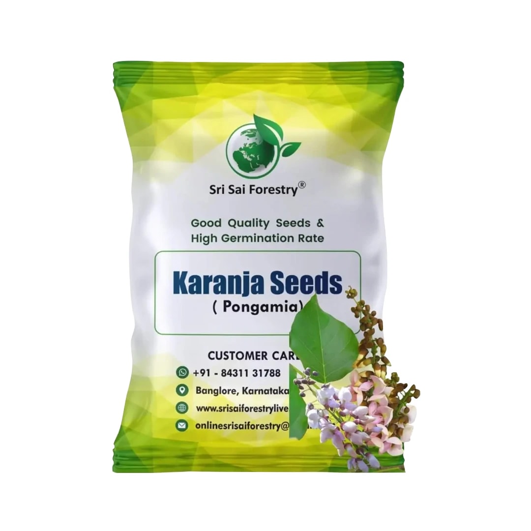 SRI SAI FORESTRY Karanja (Millettia Pinnata)  Indian Beach Tree, Pongamia Pinnata, Pongame oil tree, Liquid Fuel Tree Seeds