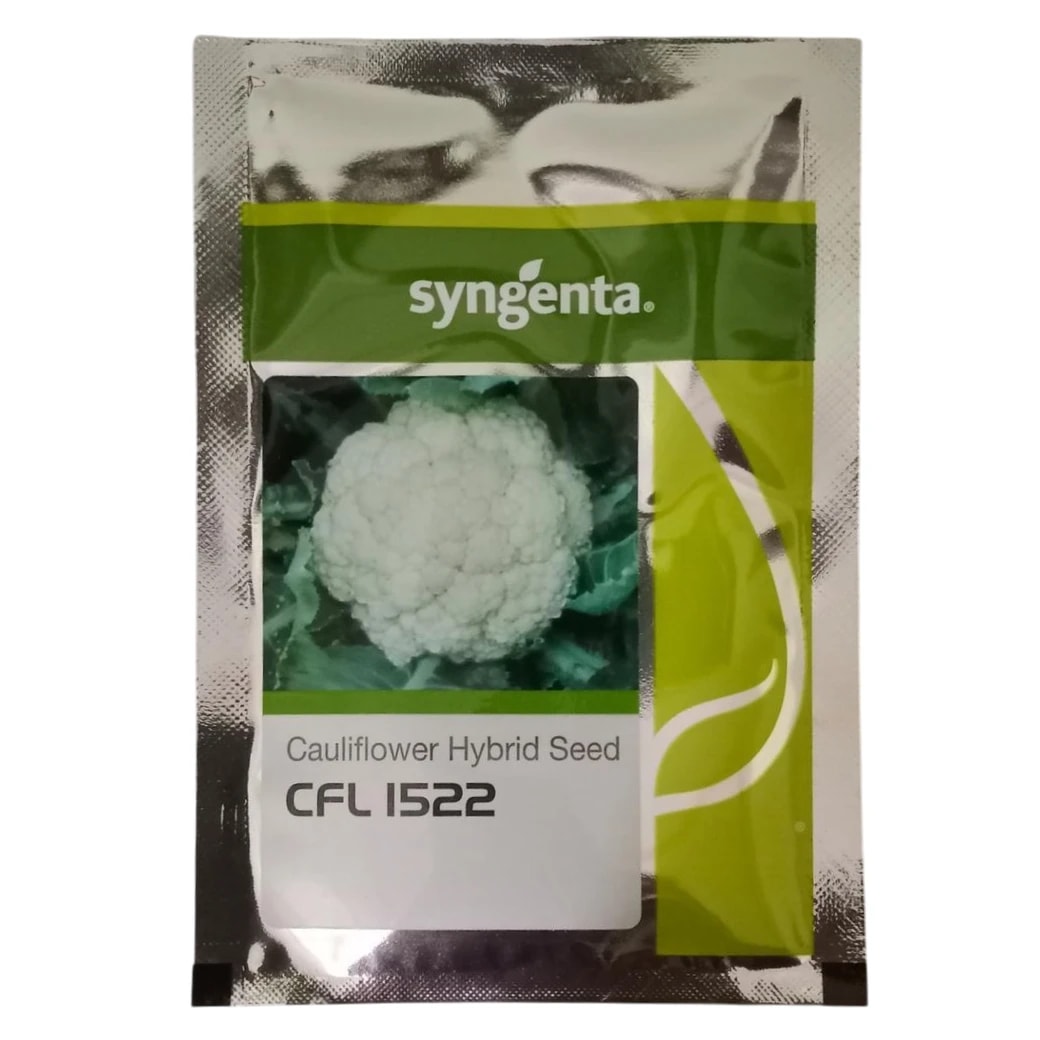 Syngenta CFL 1522 F1 Hybrid Cauliflower Seeds, Uniform Curd Variety