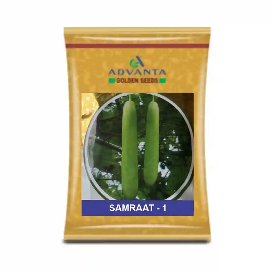 Advanta F1 Hybrid Samraat 1 Bottle Gourd Seeds, Cylindrically Uniform Shaped