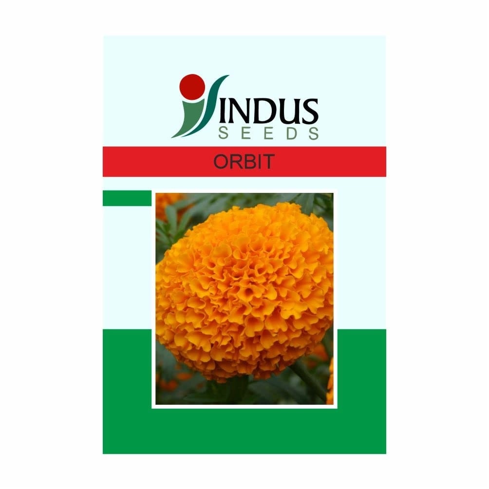 Indus Orbit Marigold F1 Hybrid Flower Seeds, Golden Yellow, Compact Ball Shape, High Yield
