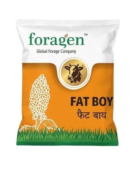 Foragen Fat Boy Hybrid Fodder Sorghum Seeds