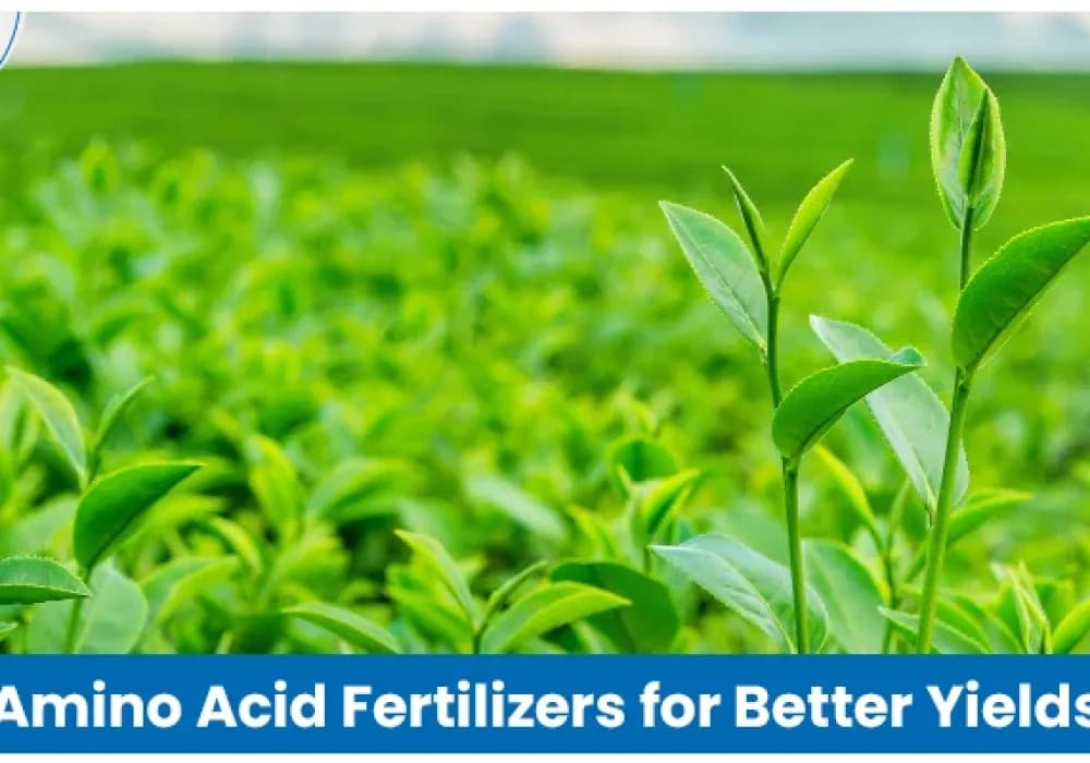 Amino Acid Fertilizers: Benefits, Uses, and Role in Agriculture