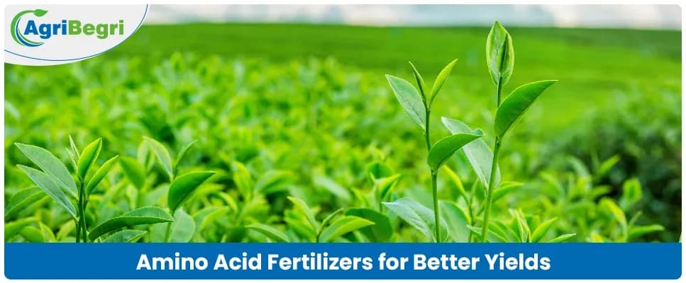 Amino Acid Fertilizers: Benefits, Uses, and Role in Agriculture