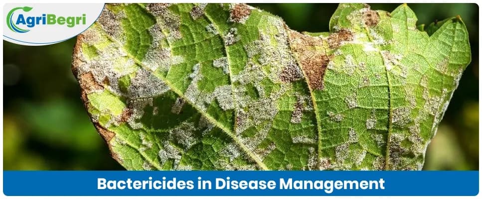 Bactericides in Disease Management