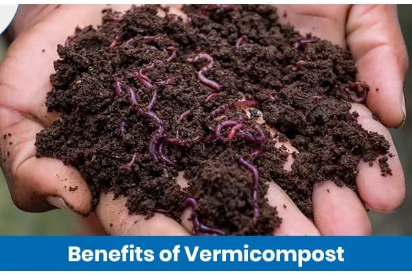 Benefits of Vermicompost for Sustainable Farming