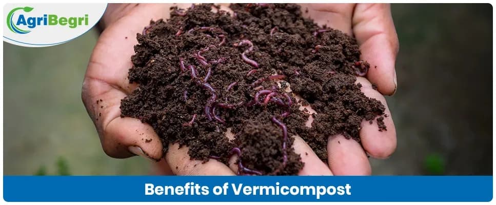 Benefits of Vermicompost for Sustainable Farming