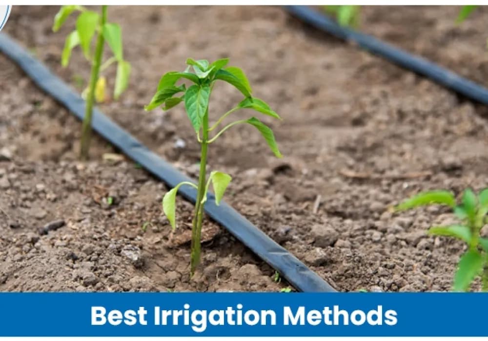 Best Irrigation Methods in Agriculture