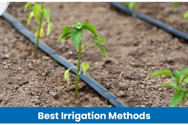 Best Irrigation Methods in Agriculture