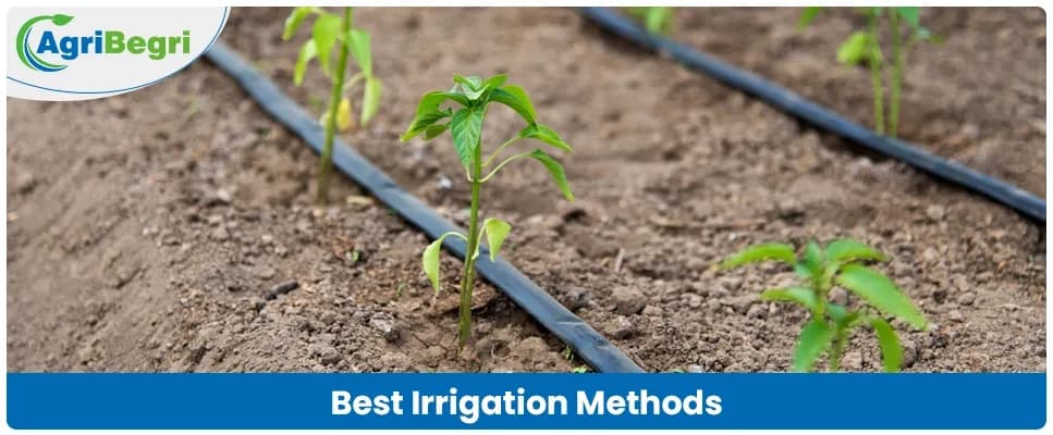 Best Irrigation Methods in Agriculture