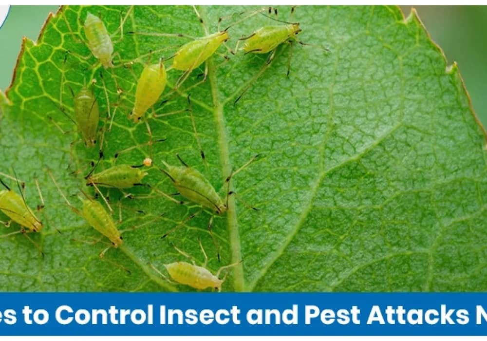Best Remedies to Control Insect and Pest Attacks Naturally