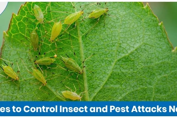 Best Remedies to Control Insect and Pest Attacks Naturally