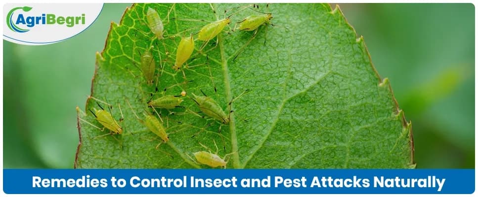 Best Remedies to Control Insect and Pest Attacks Naturally