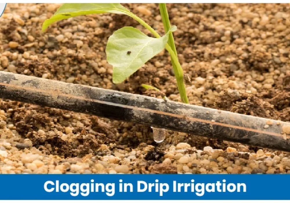 Clogging in Drip Irrigation: Causes and Prevention