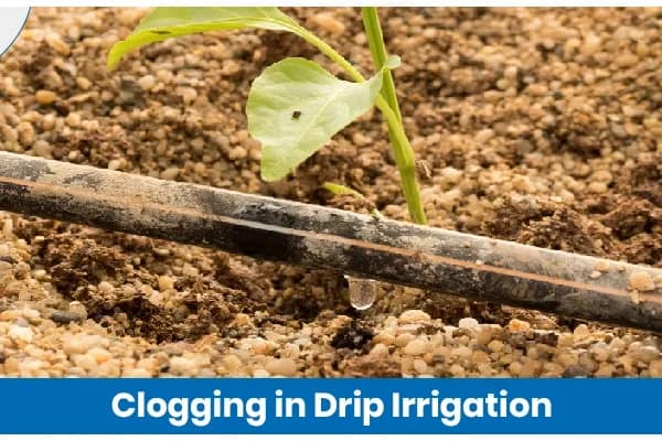 Clogging in Drip Irrigation: Causes and Prevention