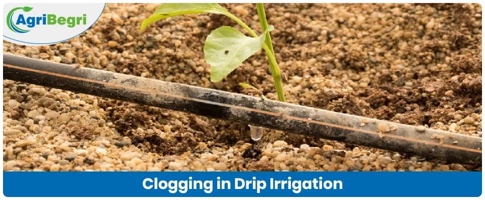 Clogging in Drip Irrigation: Causes and Prevention