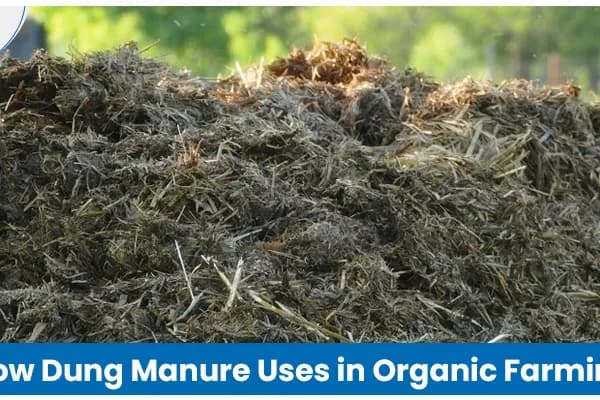 Cow Dung Manure in Organic Farming for Healthy Crops