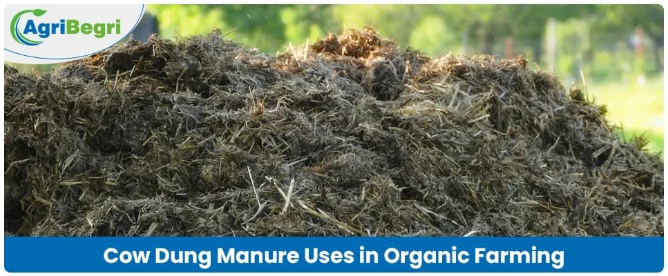 Cow Dung Manure in Organic Farming for Healthy Crops