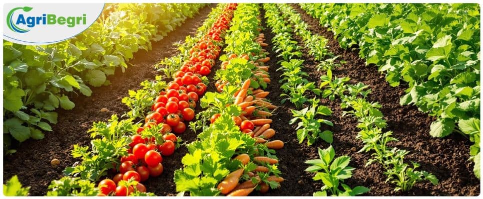 Diafenthiuron 50% WP: Uses, Dosage, How to Apply & Benefits