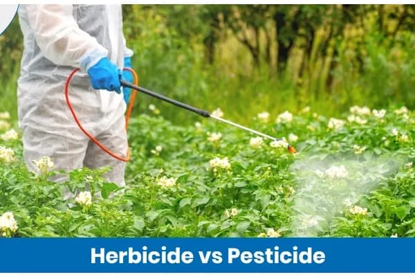 Difference Between Herbicide and Pesticide