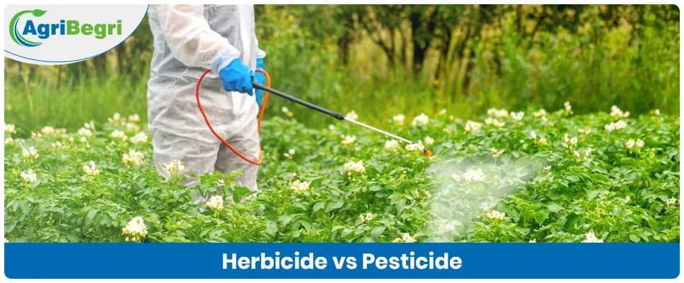 Difference Between Herbicide and Pesticide