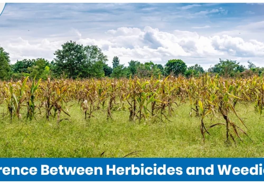 Difference Between Herbicides and Weedicides: Explained Simply