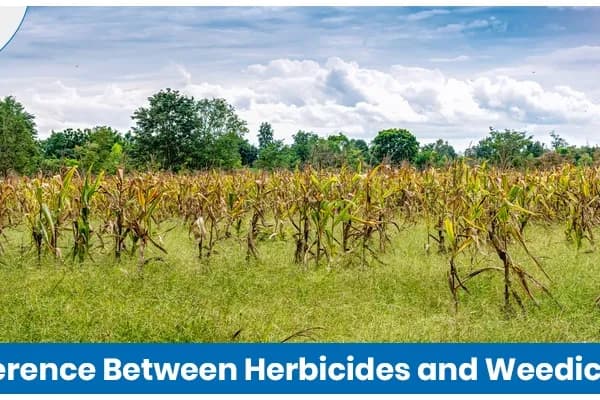 Difference Between Herbicides and Weedicides: Explained Simply