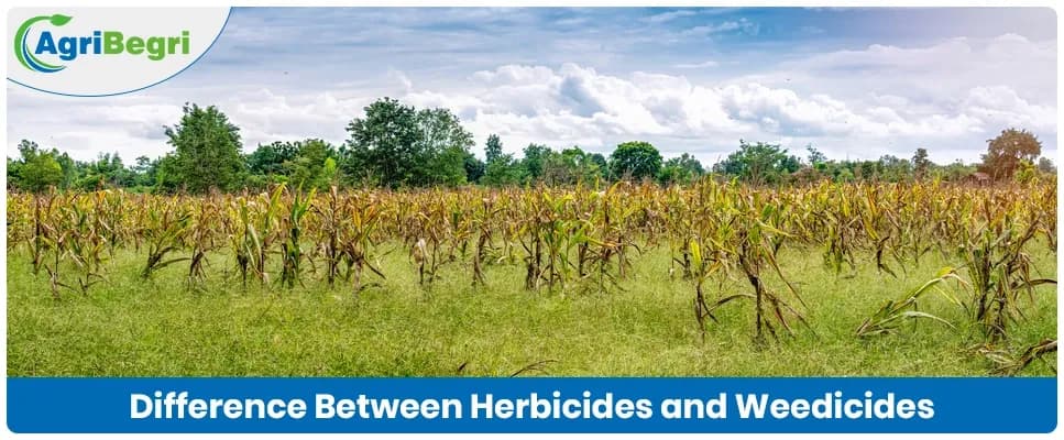 Difference Between Herbicides and Weedicides: Explained Simply