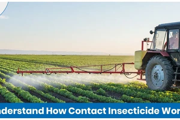 How Contact Insecticides Work For Insect Control