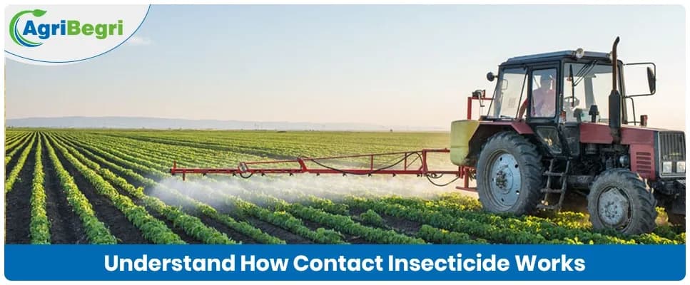 How Contact Insecticides Work For Insect Control