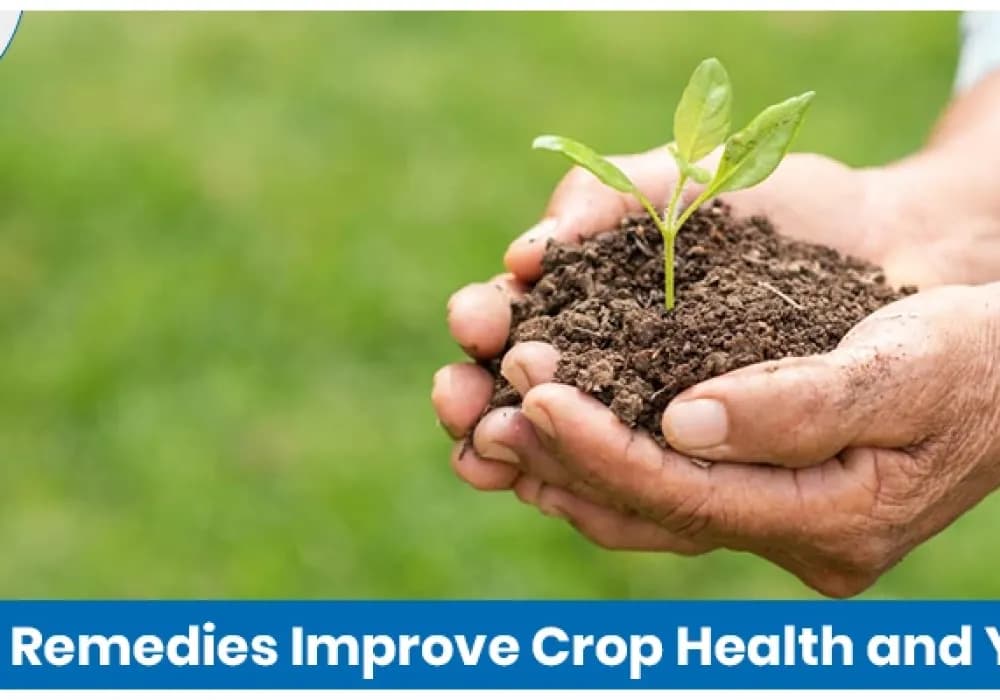 How Remedies Improve Crop Health and Increase Yield in Agriculture