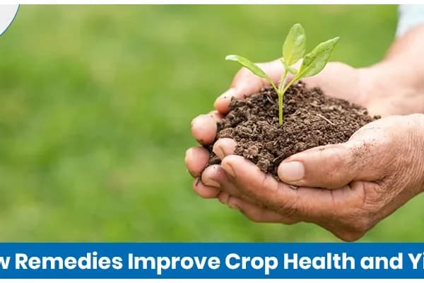 How Remedies Improve Crop Health and Increase Yield in Agriculture
