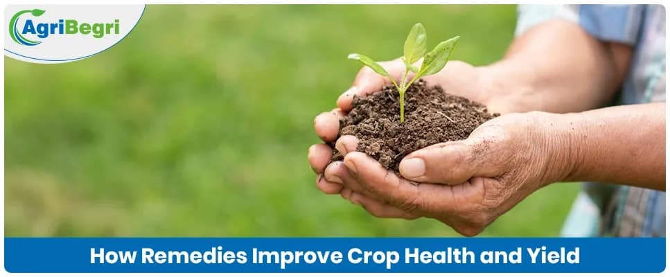 How Remedies Improve Crop Health and Increase Yield in Agriculture
