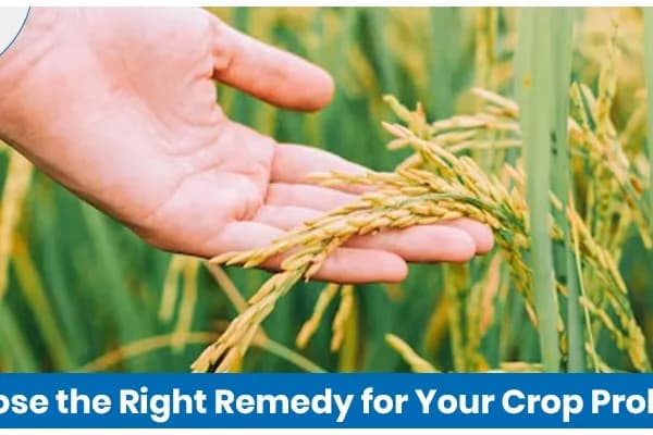 How to Choose the Right Remedy for Your Crop Problem