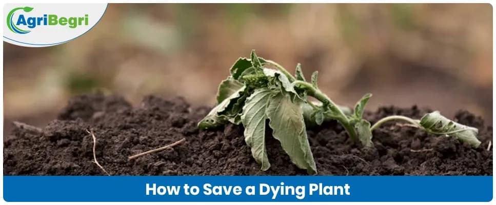 How to Revive Dying Plants: Simple Steps That Work