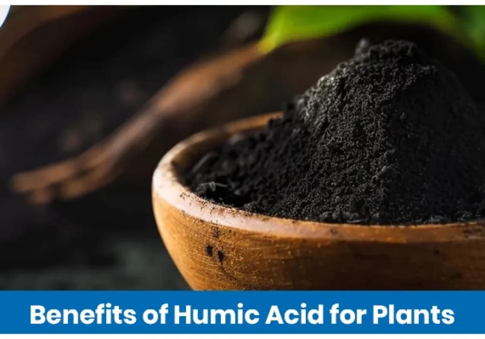 Humic Acid Benefits in Agriculture