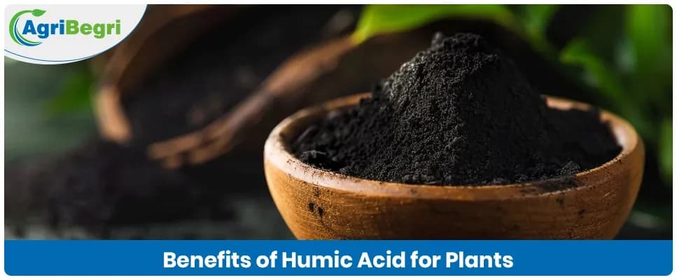 Humic Acid Benefits for Plants