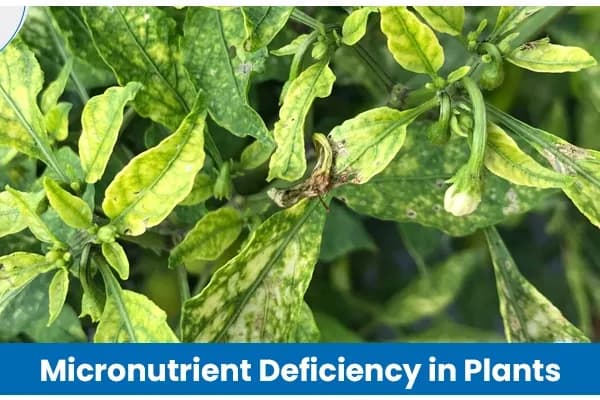 Micronutrient Deficiency In Plants: Causes, Symptoms, and Treatment