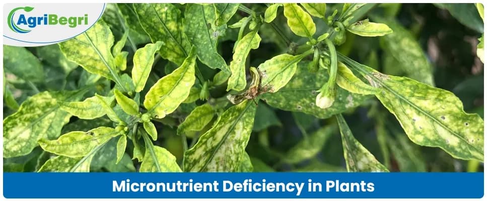 Micronutrient Deficiency In Plants: Causes, Symptoms, and Treatment