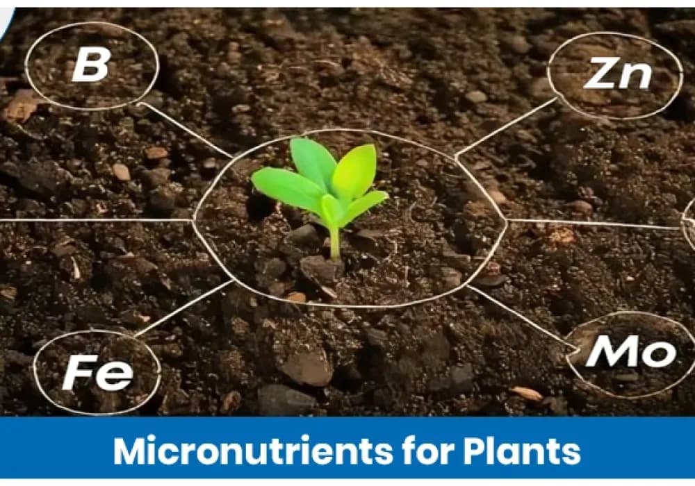 Micronutrients For Plants: Essential Elements For Plant Growth