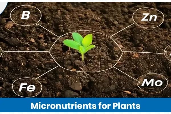 Micronutrients For Plants: Essential Elements For Plant Growth