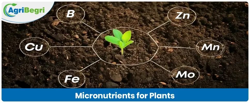 Micronutrients For Plants: Essential Elements For Plant Growth