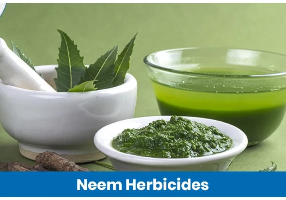 Neem-Based Herbicide Benefits and Usage in Agriculture