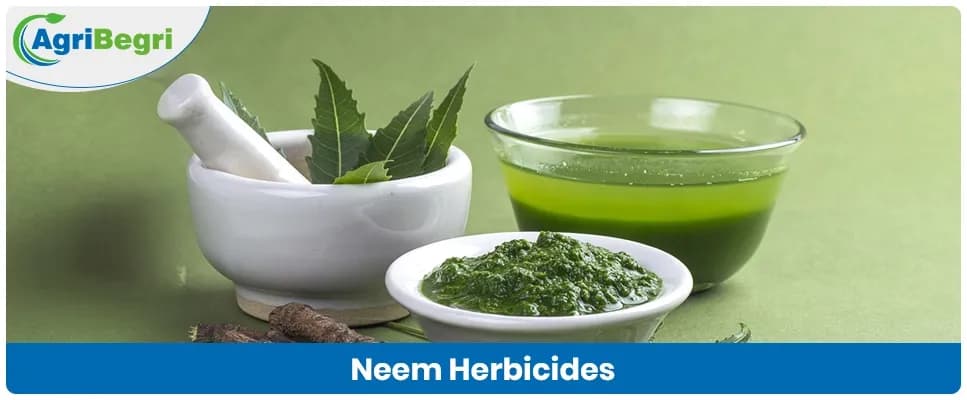 Neem-Based Herbicide Benefits and Usage in Agriculture