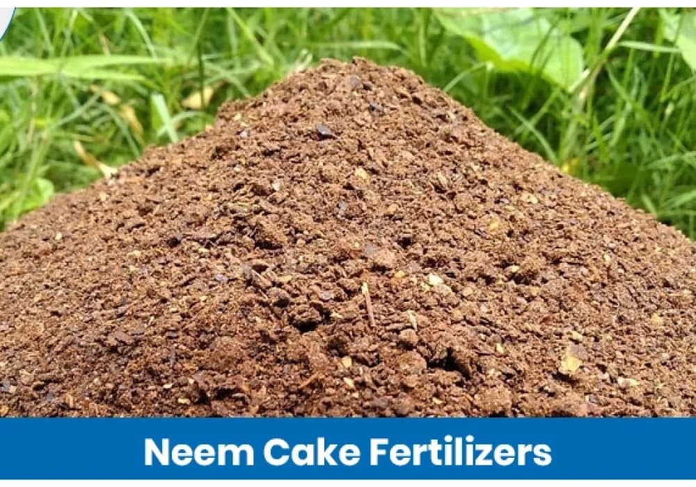 Neem Cake Fertilizer in Agriculture