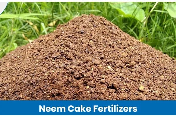 Neem Cake Fertilizer in Agriculture