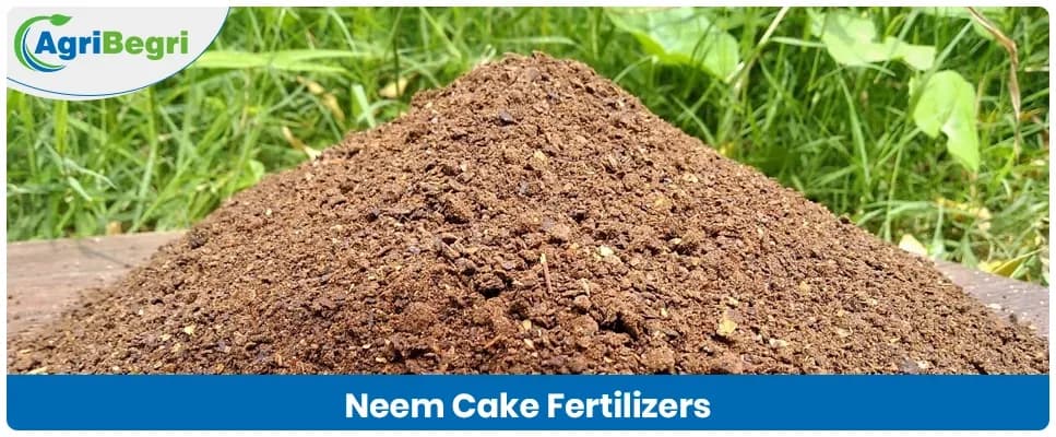 Neem Cake Fertilizer in Agriculture